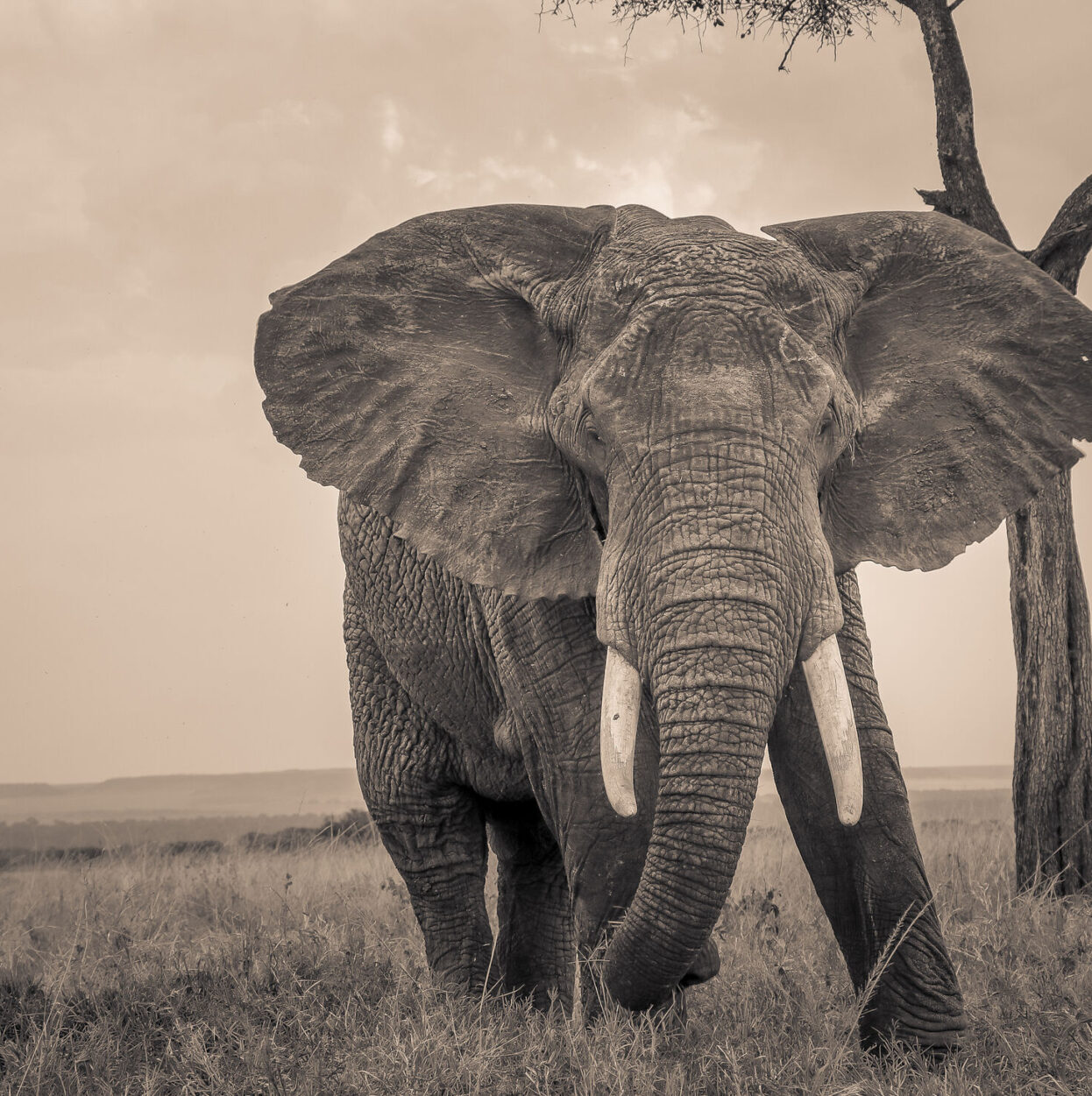 Elephant SR.01