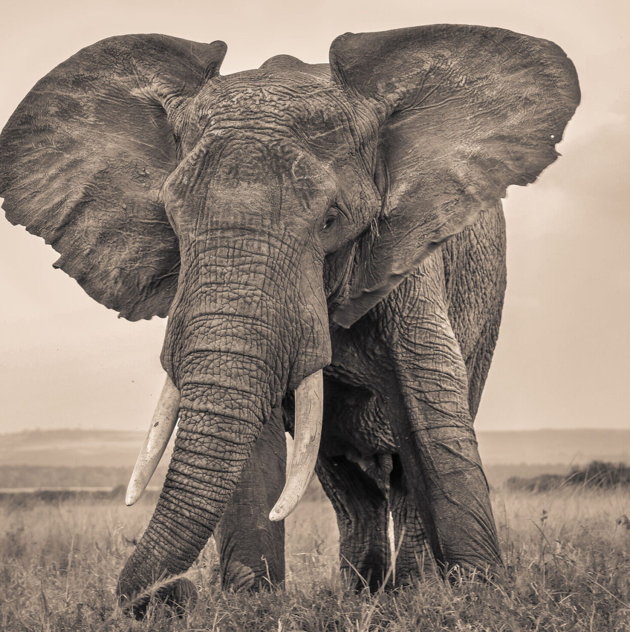 Elephant SR.02