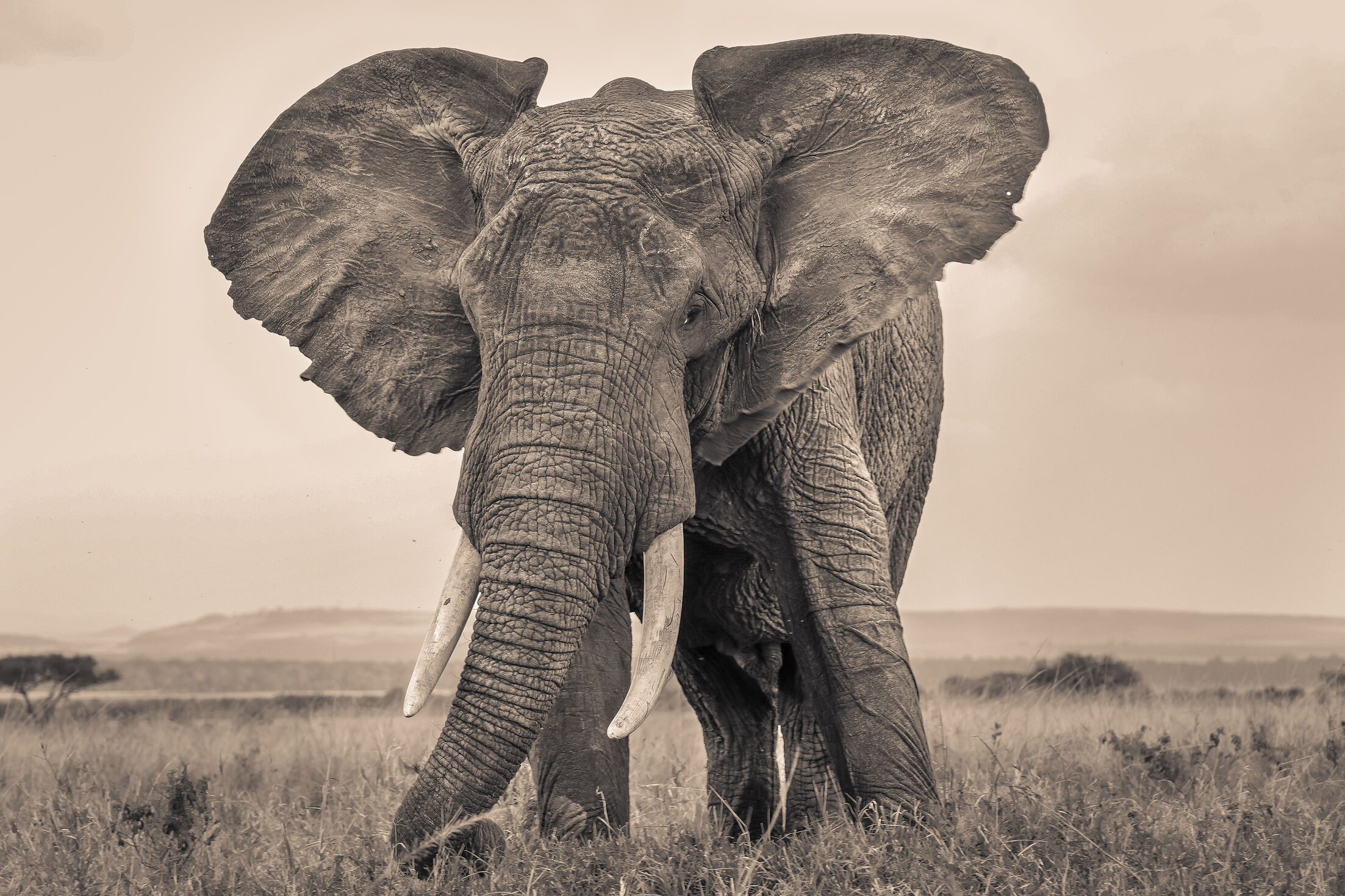 Elephant SR.02