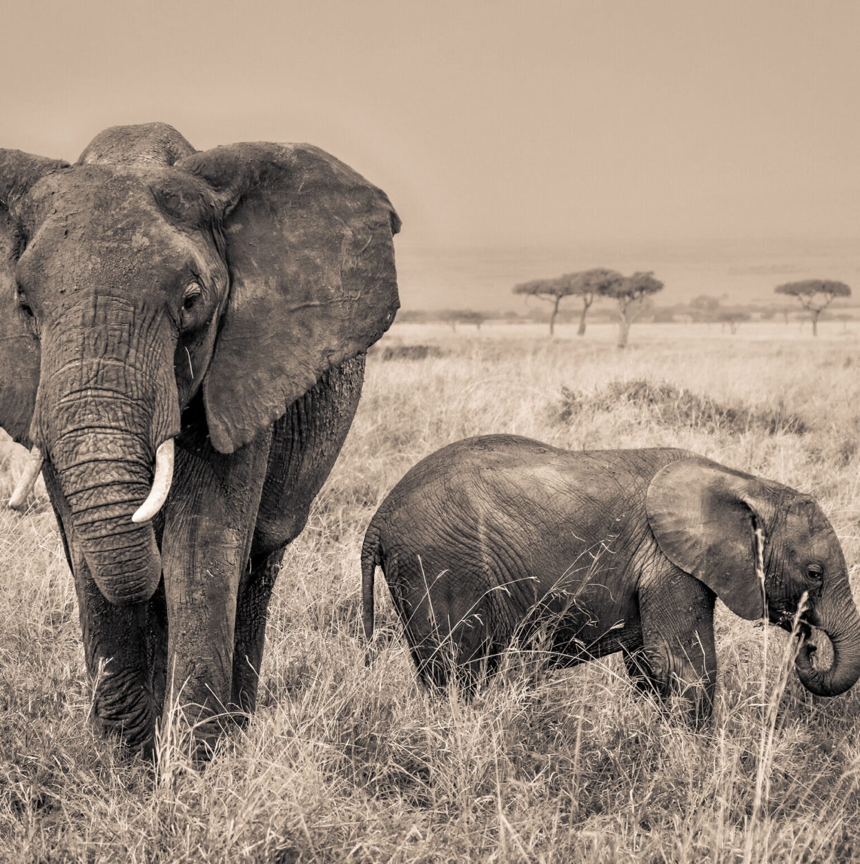 Elephant SR.03