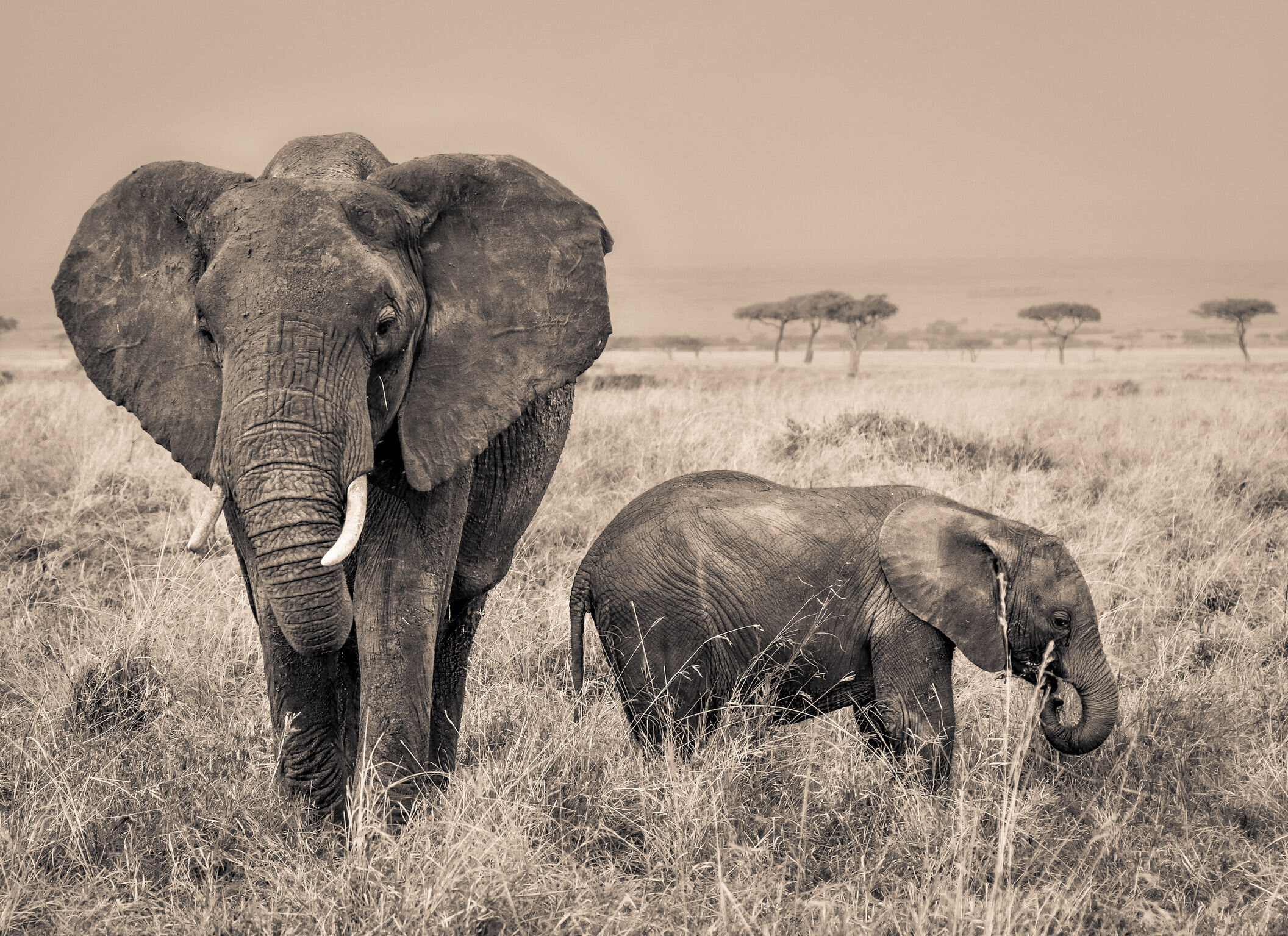 Elephant SR.03