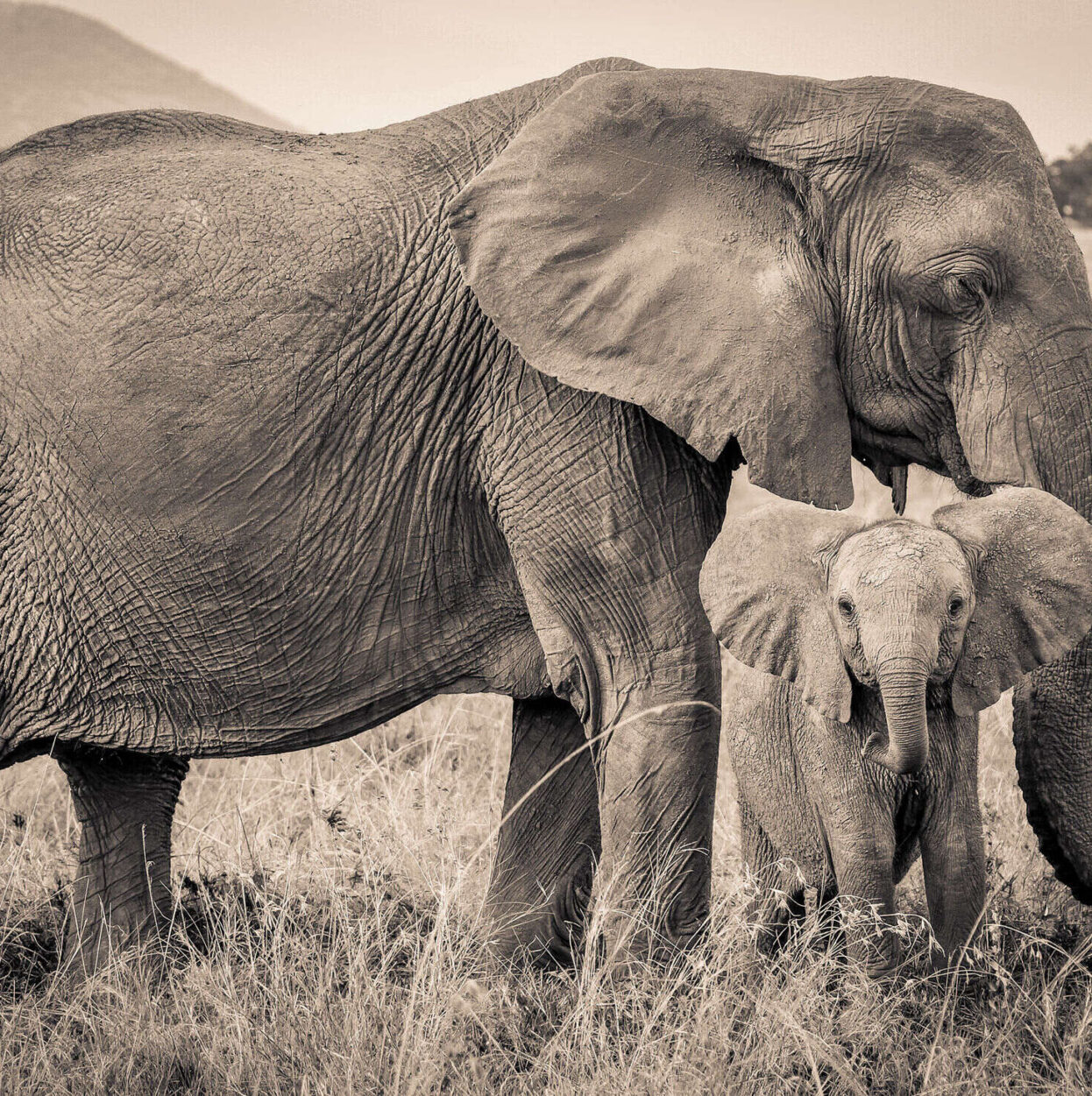 Elephant SR.04