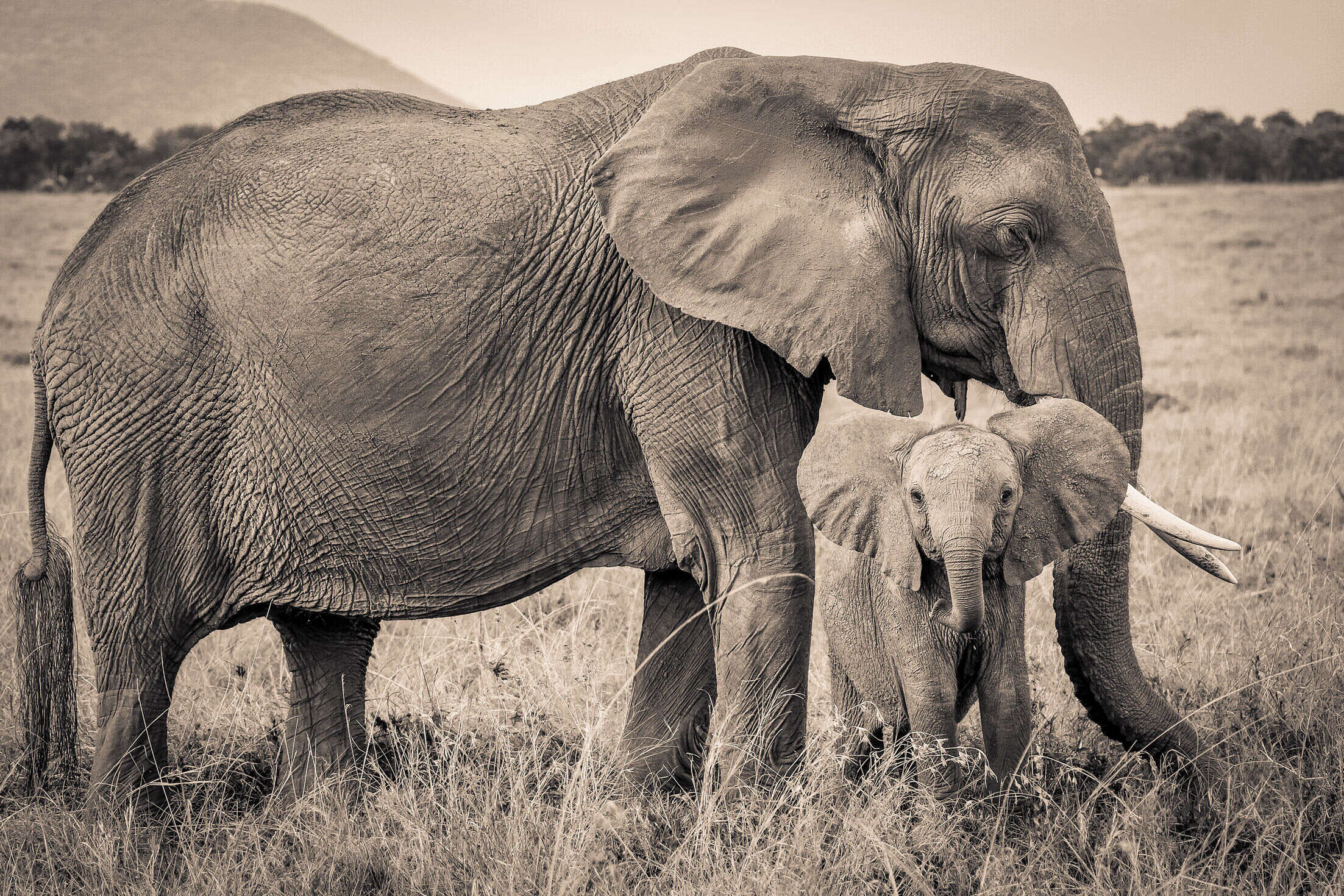 Elephant SR.04