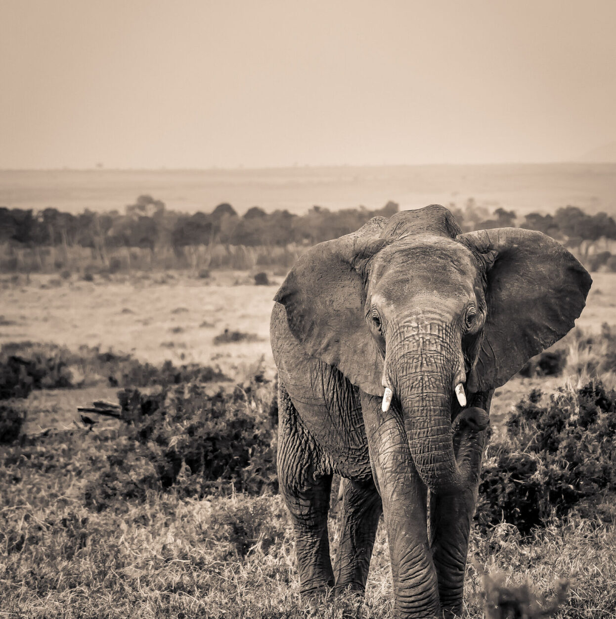 Elephant SR.05