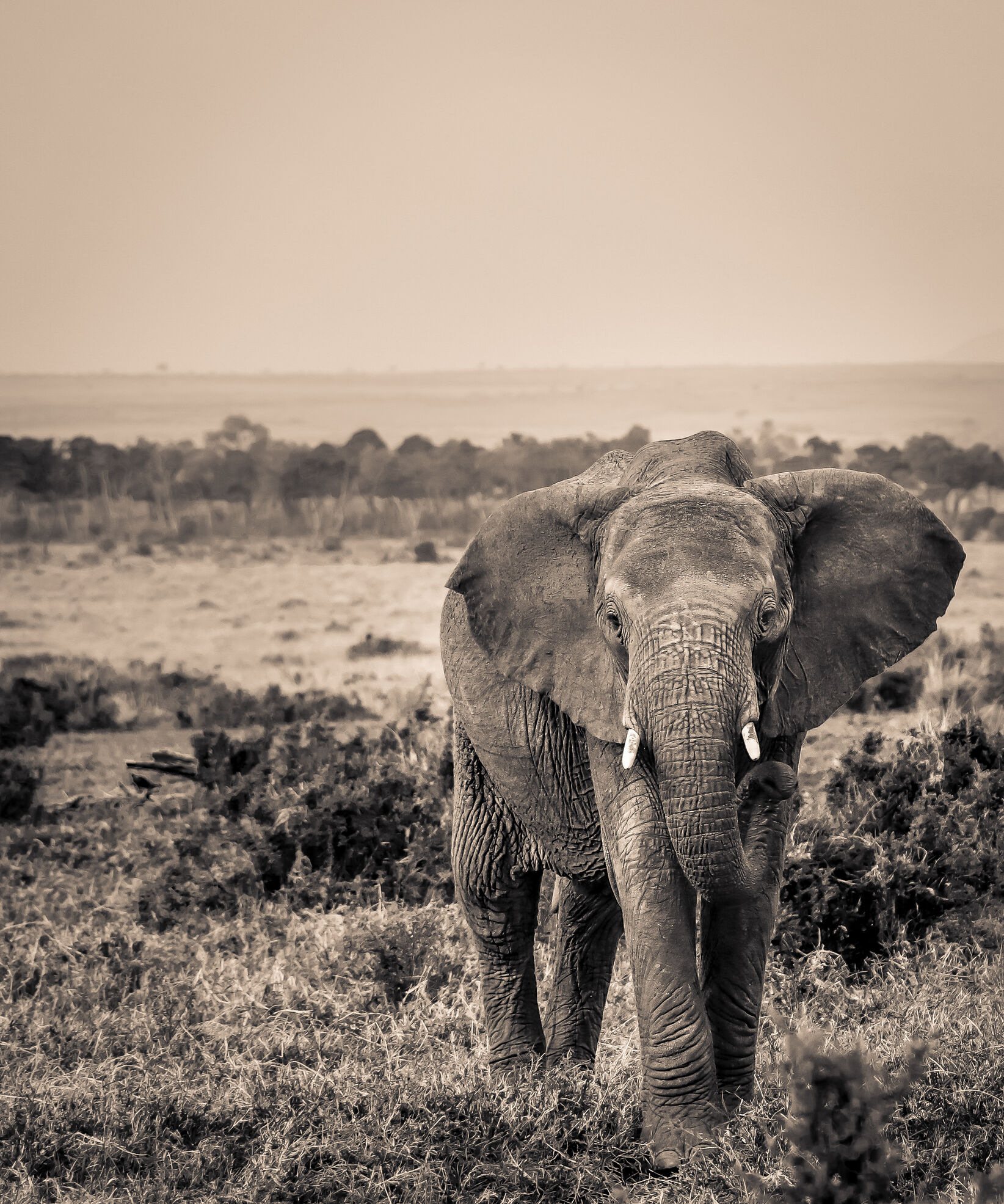 Elephant SR.05