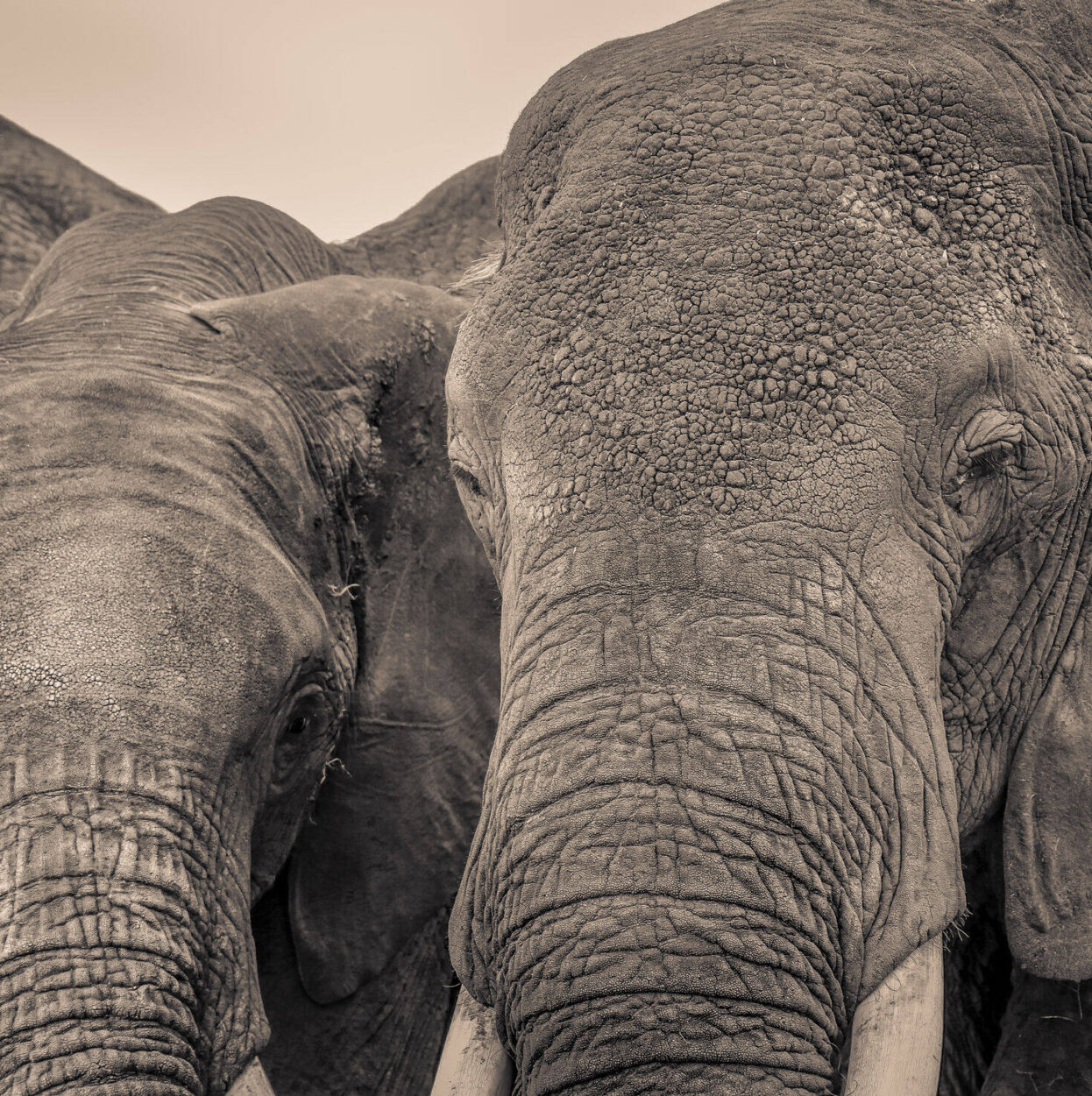 Elephant SR.08