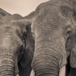 Elephant Photography Sean Rush 2019