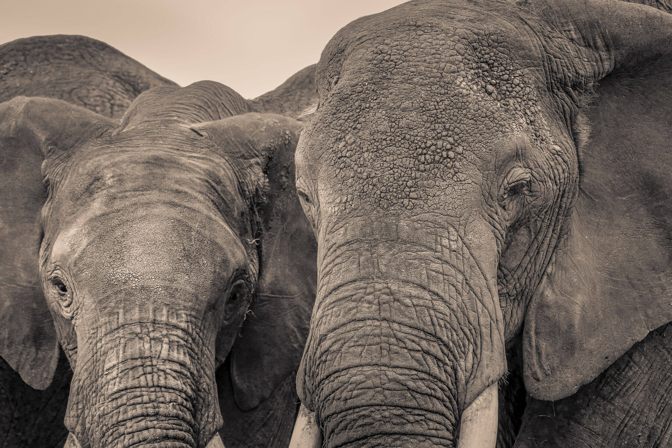 Elephant SR.08