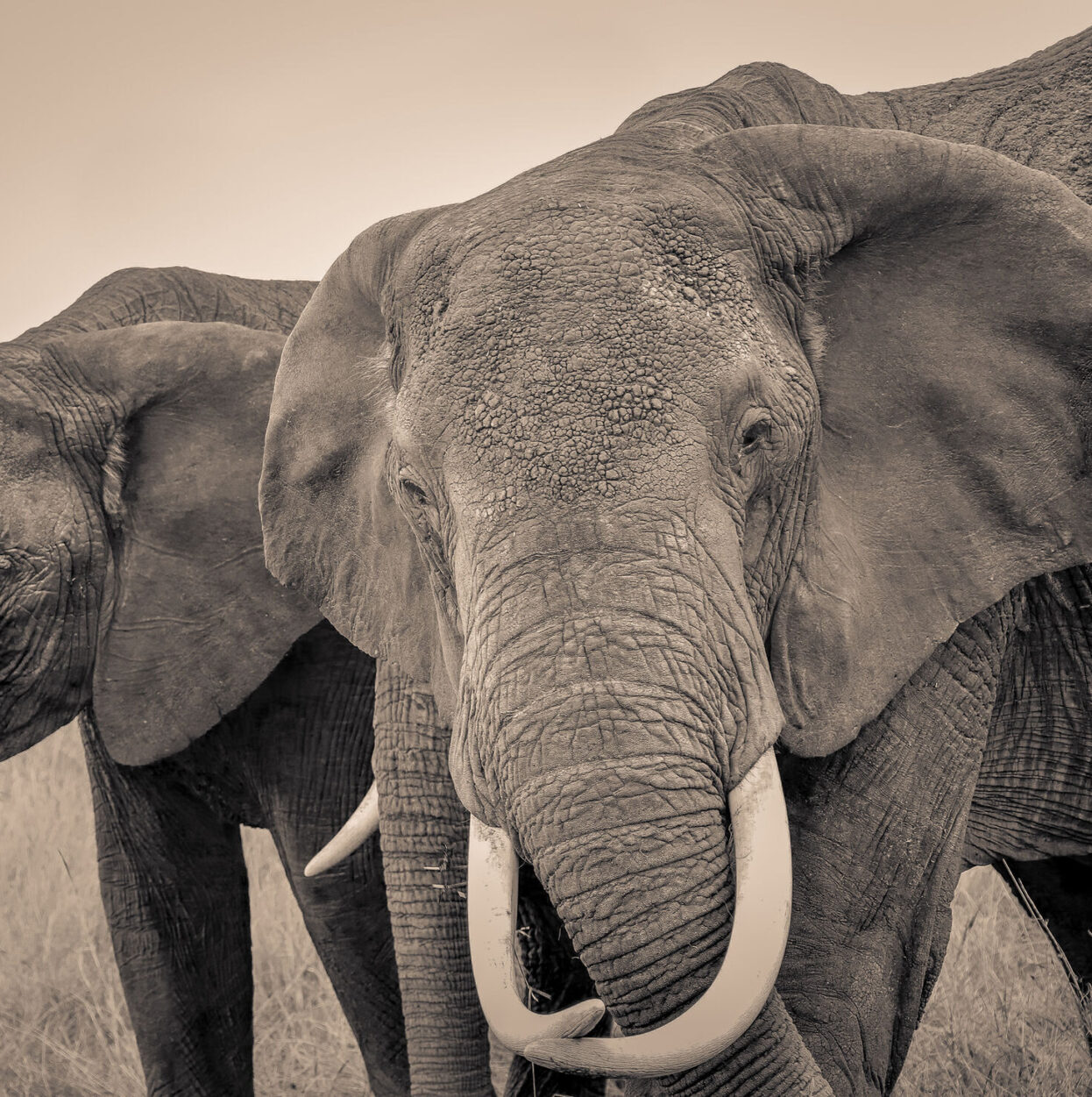 Elephant SR.09