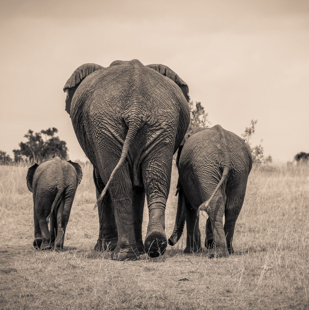 Elephant SR.07