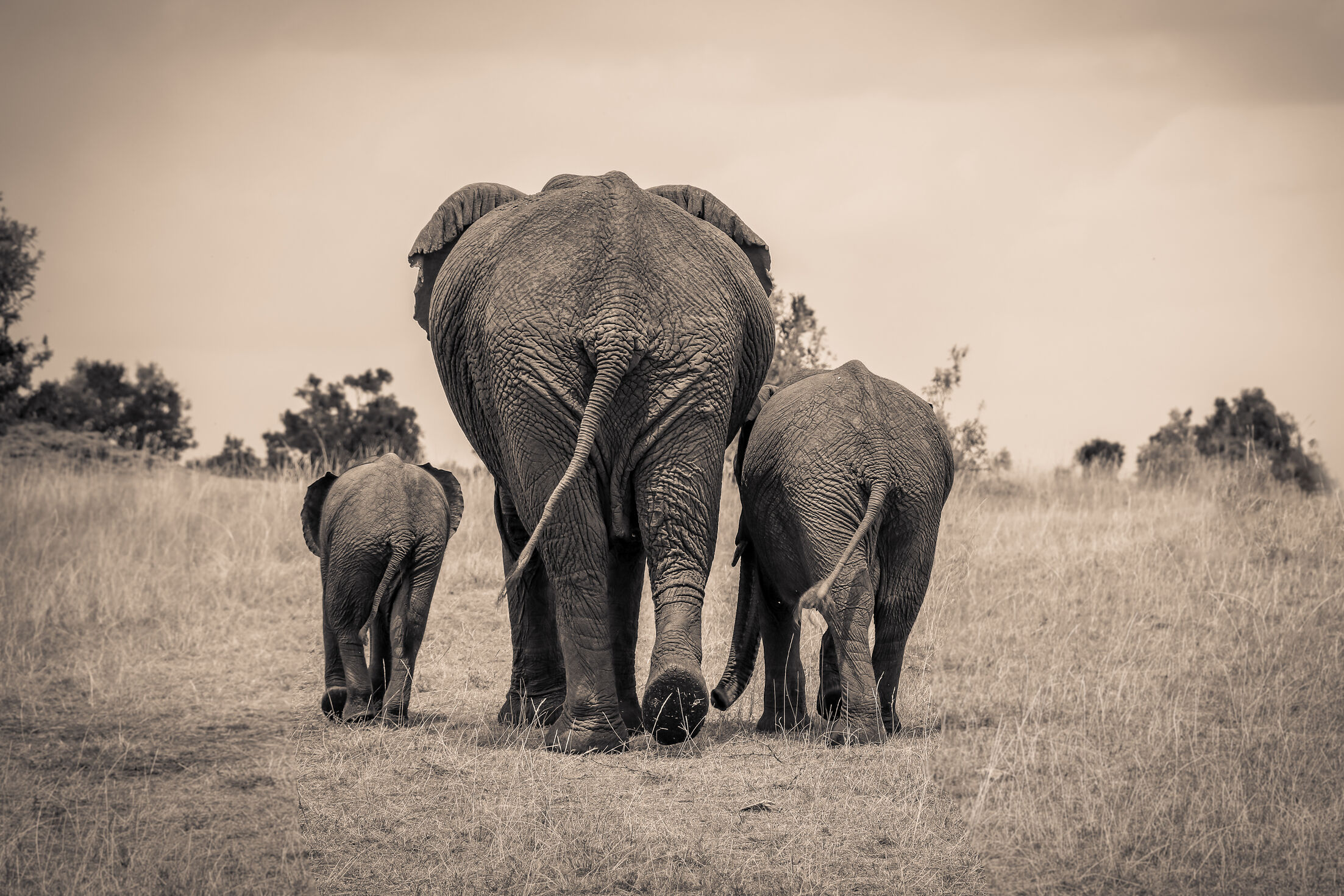 Elephant SR.07