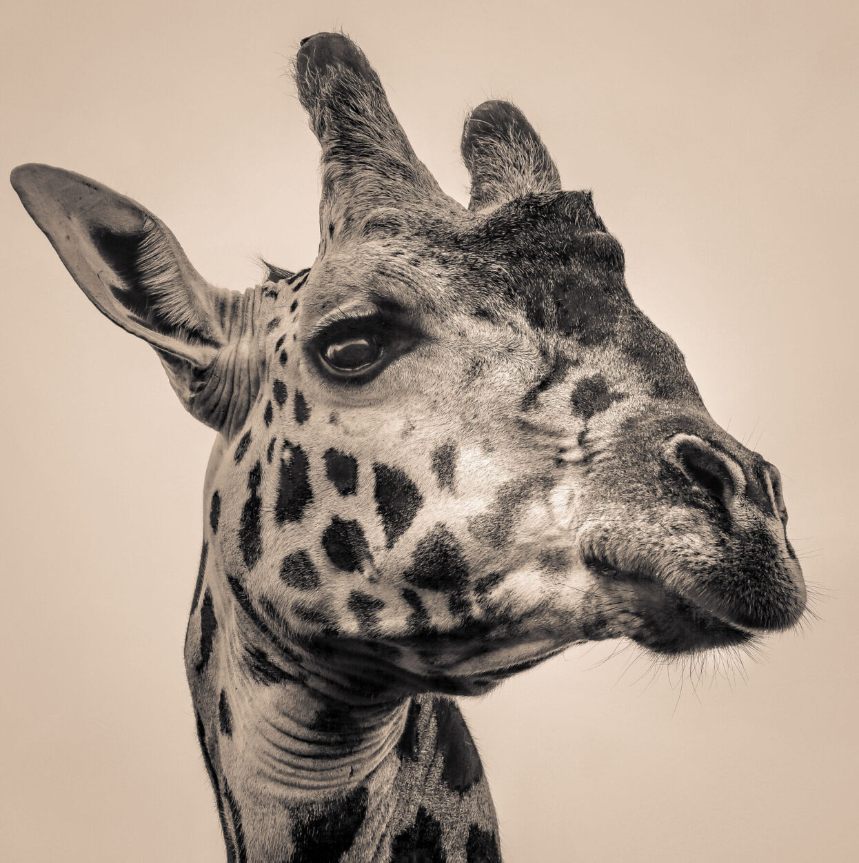 Giraffe Safari Photography Sean Rush 2019