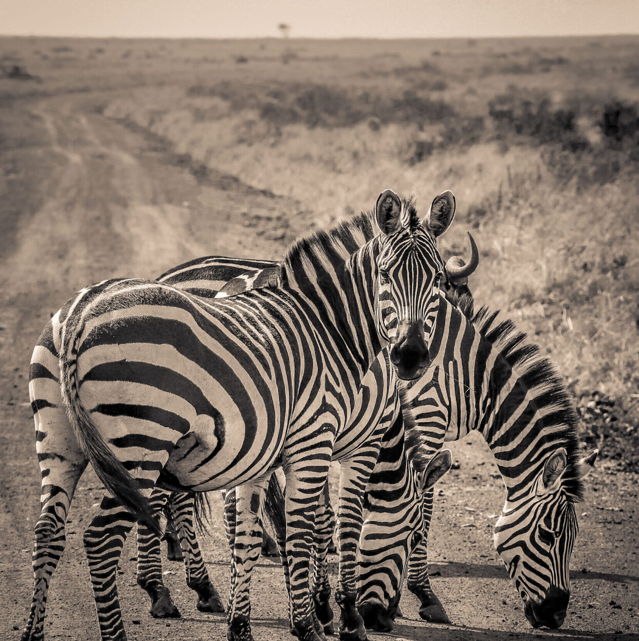 Zebra SR.01