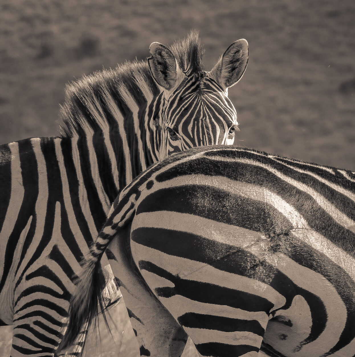 Zebra SR.02