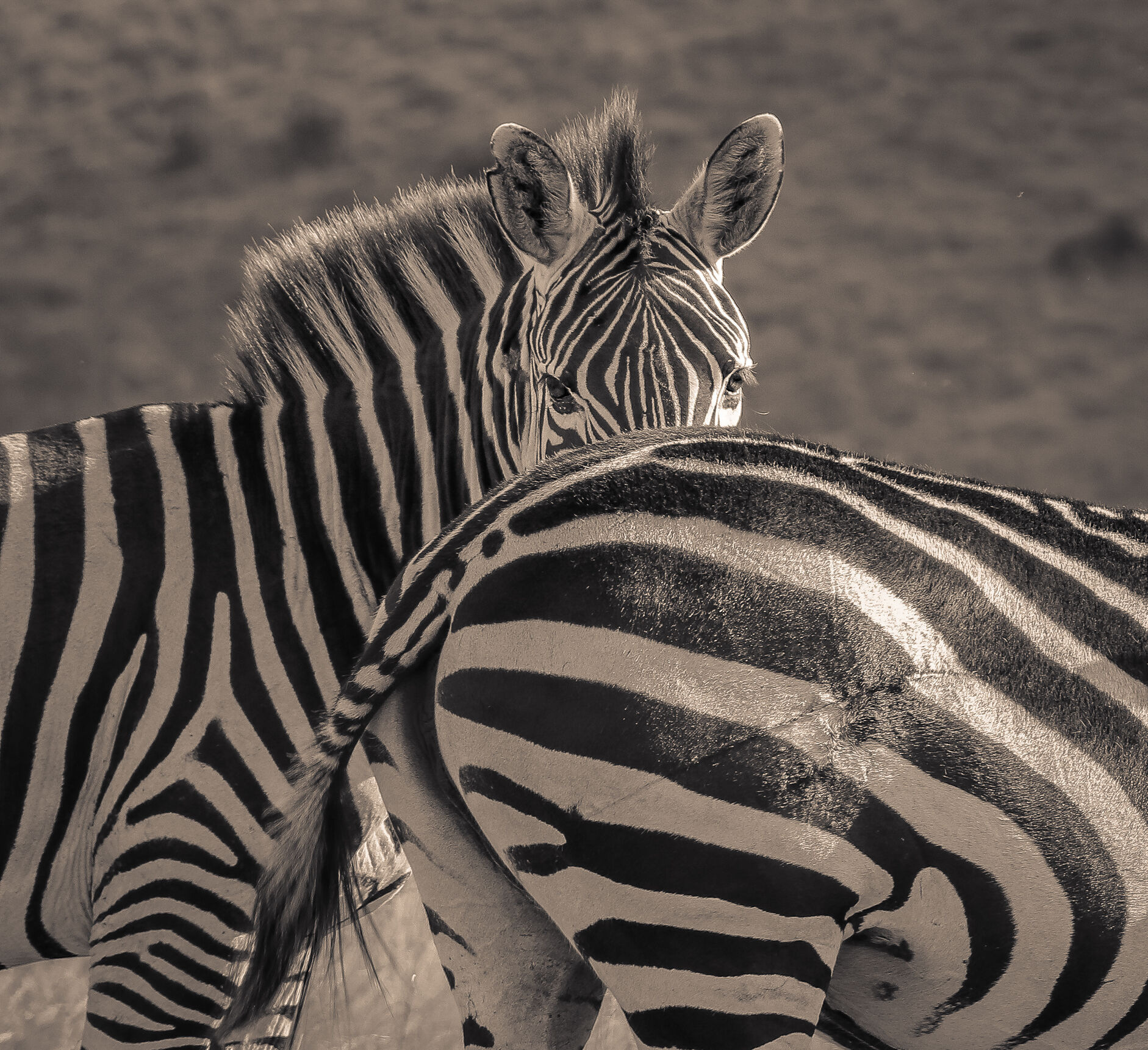 Zebra SR.02
